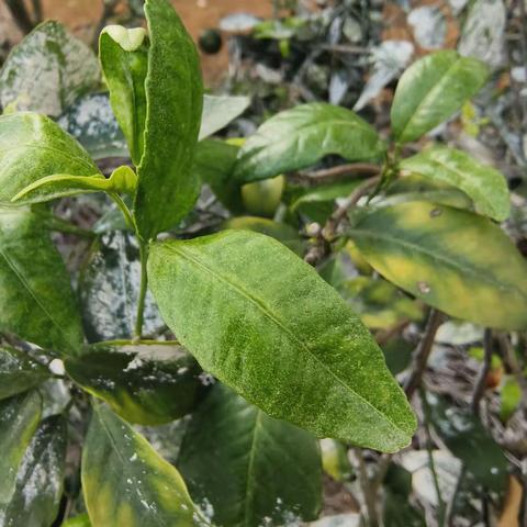 白红战®-沃柑飞防应用