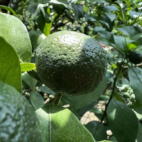 库治马®-沃柑蓟马效果好