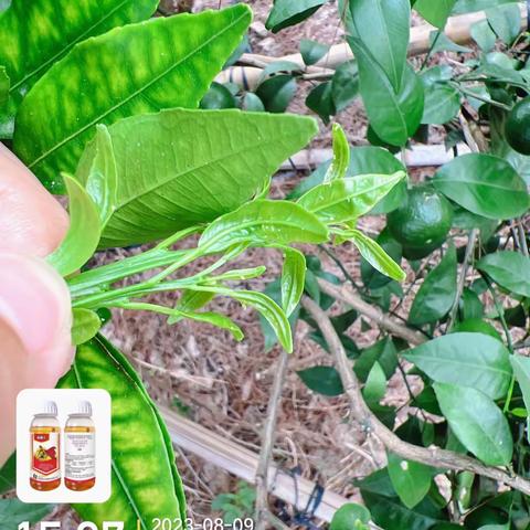 沃柑秋梢蓟马防治-蓟翻天®