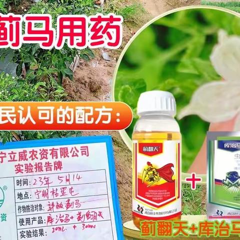 库治马®+蓟翻天®，辣椒蓟马顶呱呱