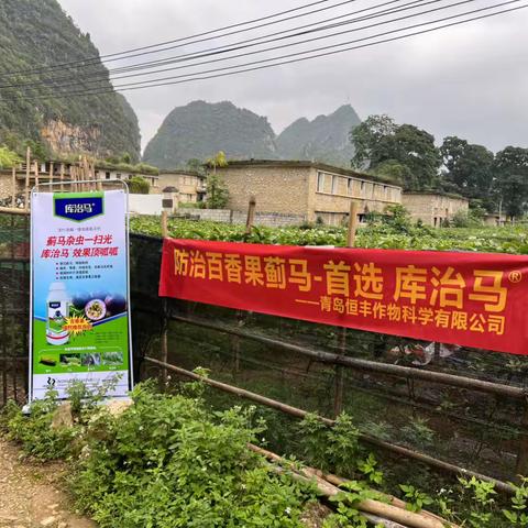 库治马®靖西百香果观摩第一现场