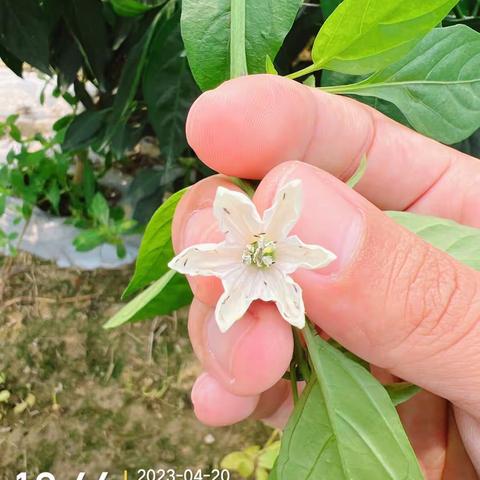 辣椒蓟马难打，请看 蓟冠®出马