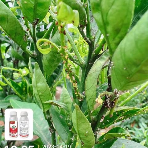 沃柑黄蚜真难打，且看 兢达®降服它