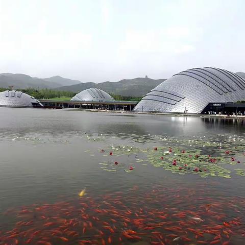 【附中学子这样过暑假】走进太原市植物园 探寻植物多样之美——忻州师范学院附属中学初一8班  周垲渊