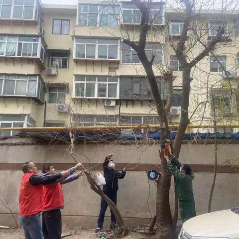 修剪树木助力环境整治