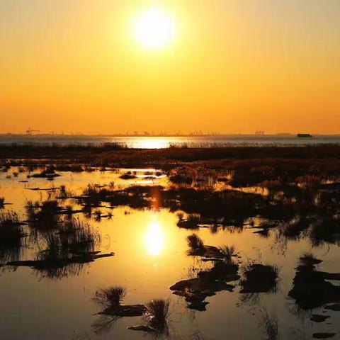 上海崇明岛----西沙湿地