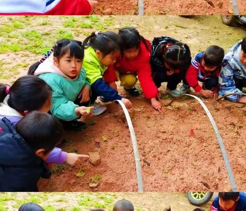 赣县区田村镇春晖幼儿园第7周精彩回顾（2023.3.20～3.24）