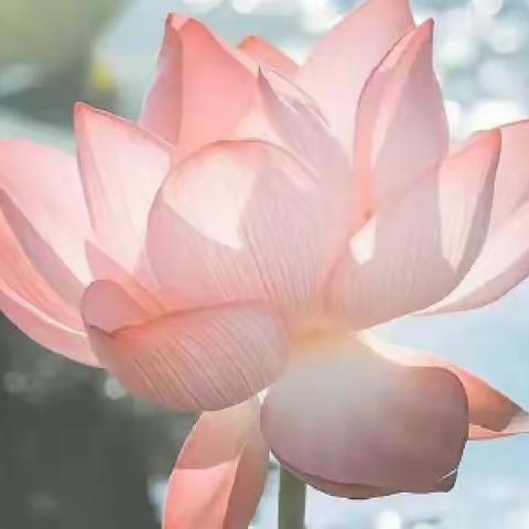 四年级成长周报之第4周