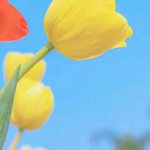 四年级成长周报之第5周