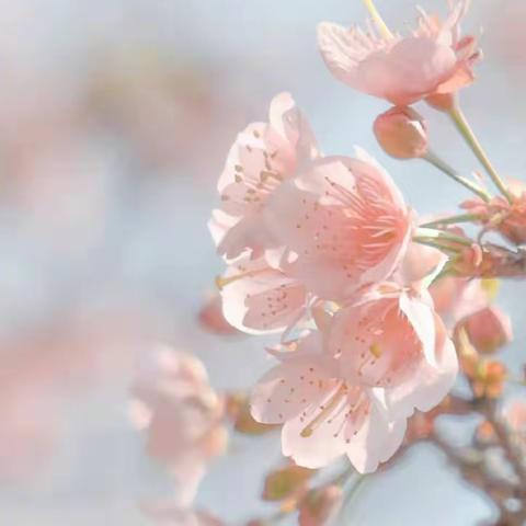 四年级成长周报之第12周