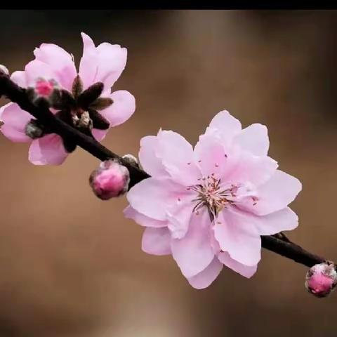 四年级成长周报之第8周