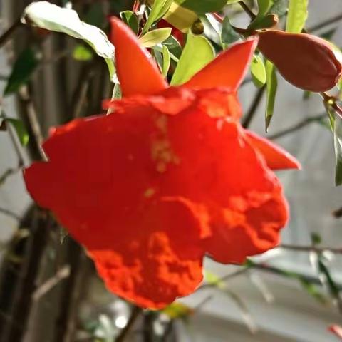 抗疫宅在家   闲暇赏榴花