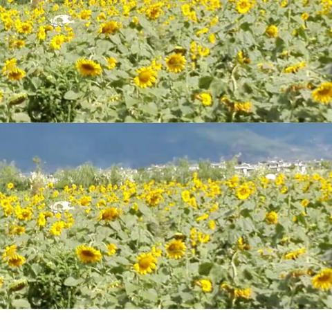 认认真真写字，规规矩矩做人