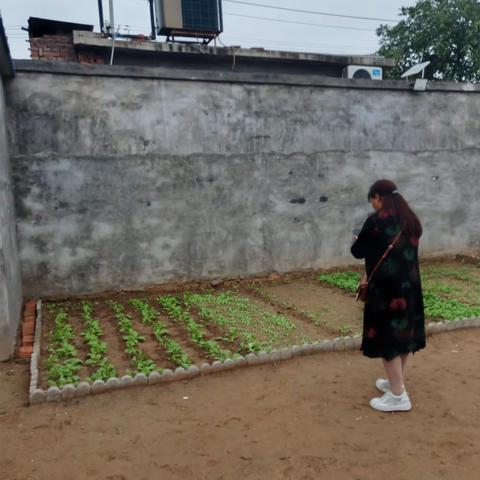 宋老师日思夜想的小菜园