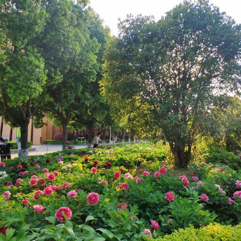 疫散花开，等你归来——平顶山市第五十六中学在行动之七十四（二年级）