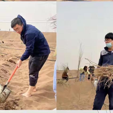 你一棵我一棵  ，沙漠也能变绿洲