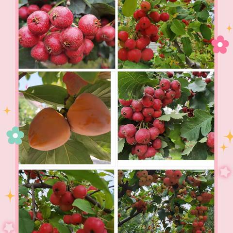 山西省未戒所机关党支部开展“喜迎二十大  采摘山楂颂党恩”主题党日活动