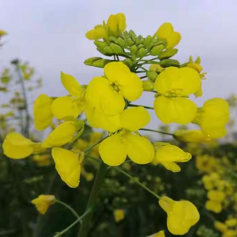 油菜花