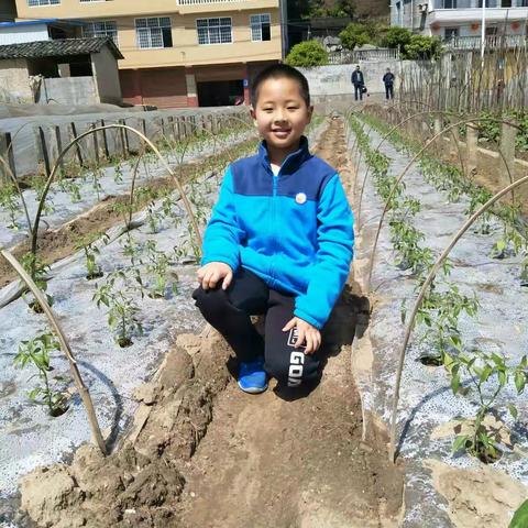 走进蔬菜基地，体验劳动的快乐！