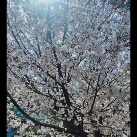 同课异构展风采——记六年级数学组互听课（二）