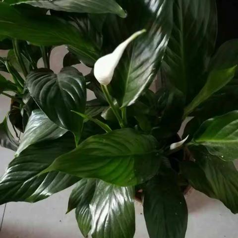 前王楼小学五一假期安排