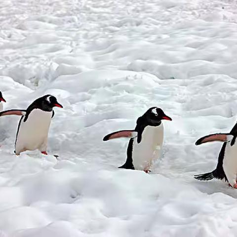 我是一只小企鹅