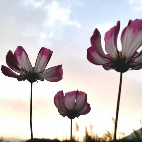 舞动青春，飞扬梦想——549班第七小组周洋轩