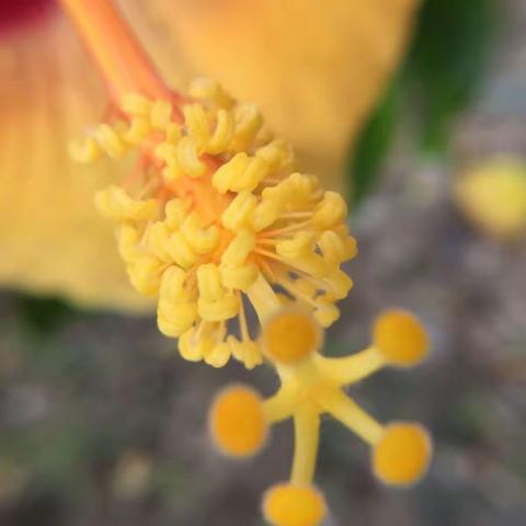 越南行---富国岛（Day4）