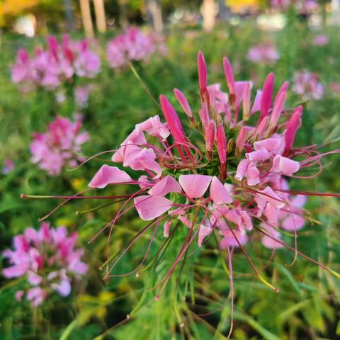 醉蝶花