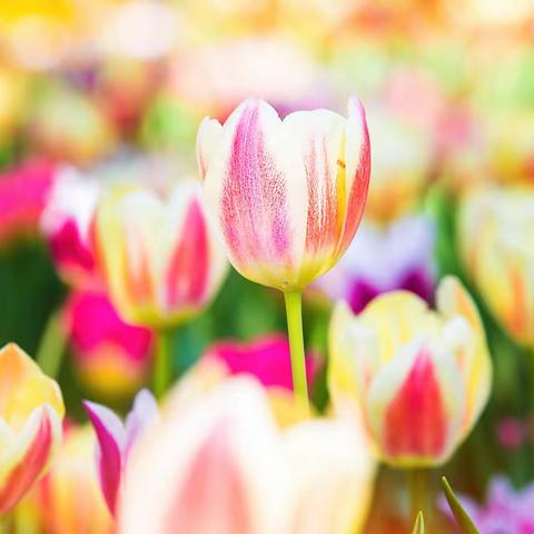 绽放的花海----中山公园郁金香花展