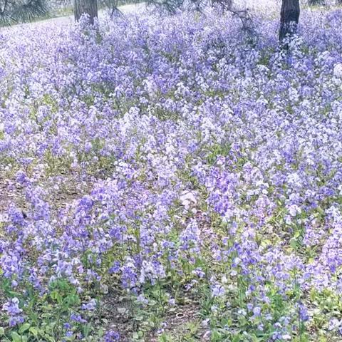 2026.4.6天坛二月兰