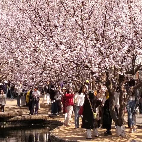 东城三里河 春风送暖百花开