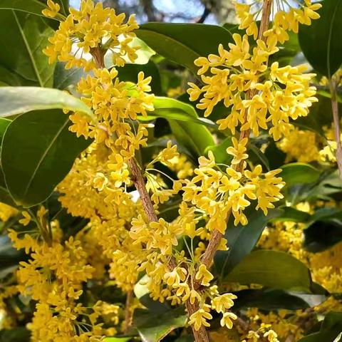 皇家园林桂花飘香