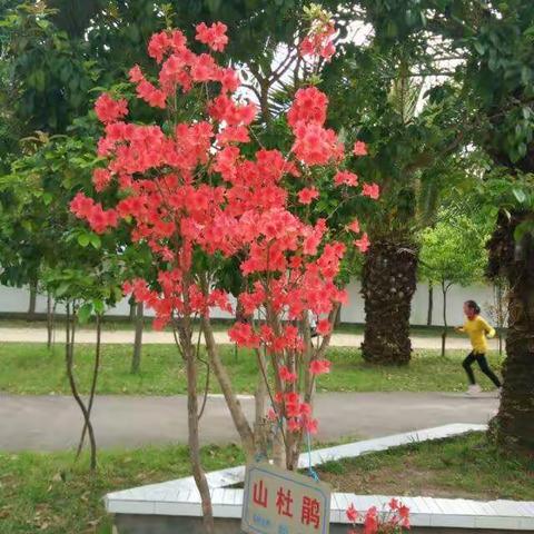 春暖花开，学生课间活动丰富多彩!