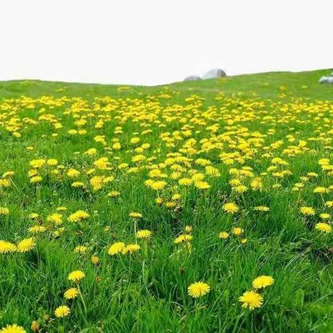 诗词临桂——临桂诗词楹联学会微刊（第十一期）