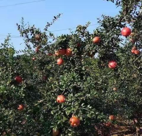 洛阳市孟津区常袋镇东地村突尼斯石榴生态园热情欢迎您的光临！采摘订购热线:☎️15896521758