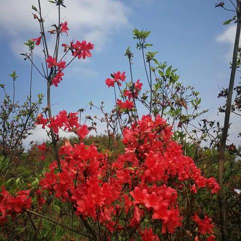 黄平大高山花好红