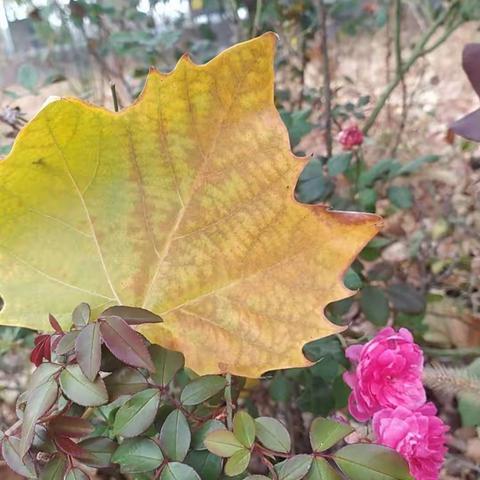 等一朵花儿盛开，学校一片月季丛花蕾正绽放芳华