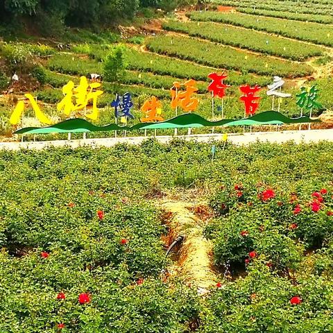 玫瑰🌹之约
