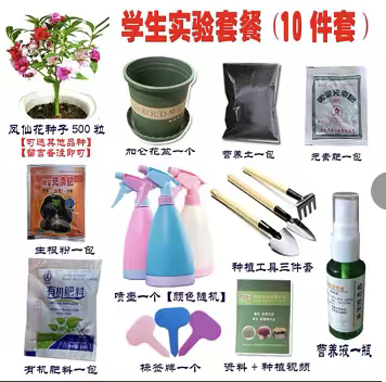 应锦博的凤仙花生长记