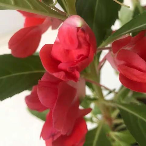 应锦博的凤仙花生长记