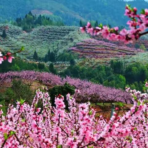 百里花海，惊艳春光！