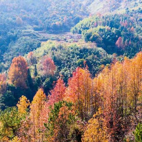 石城冬季，暖“枫”过境