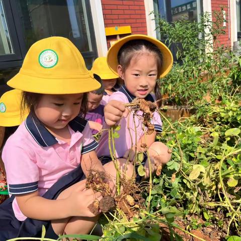 乐享丰收，好事“花生”——中10班记花生采摘活动之盐水花生🥜