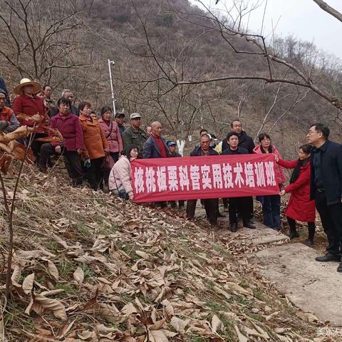 科技之春，我们在行动———开展板栗实用技术培训，指导栗园实施综合科管