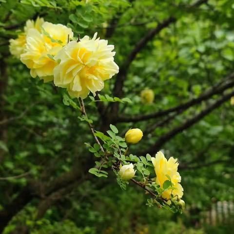 写在儿童节的诗