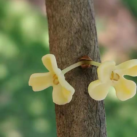 桂花吟