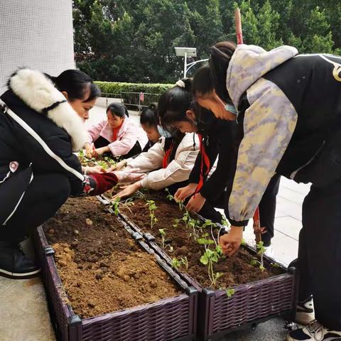 【党建引领 劳动实践】播下劳动种子，体验实践之乐——梧州市龙圩中心小学劳动基地实践活动顺利开展