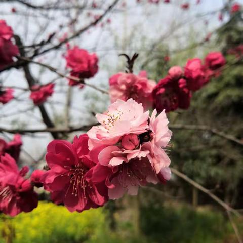 春去夏来，学子归来——南阳市菱角池小学一至四年级复学工作纪实