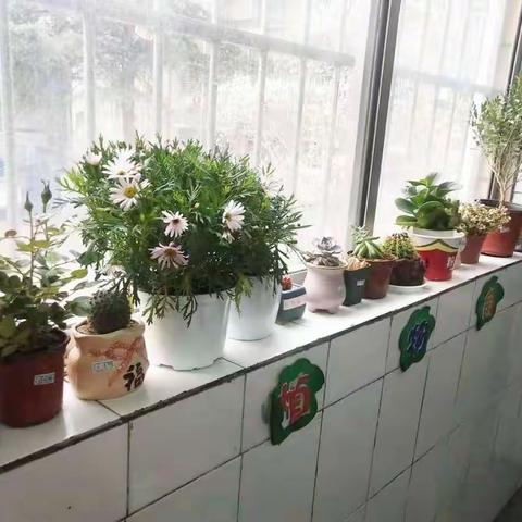 绿植进教室       春色满校园
